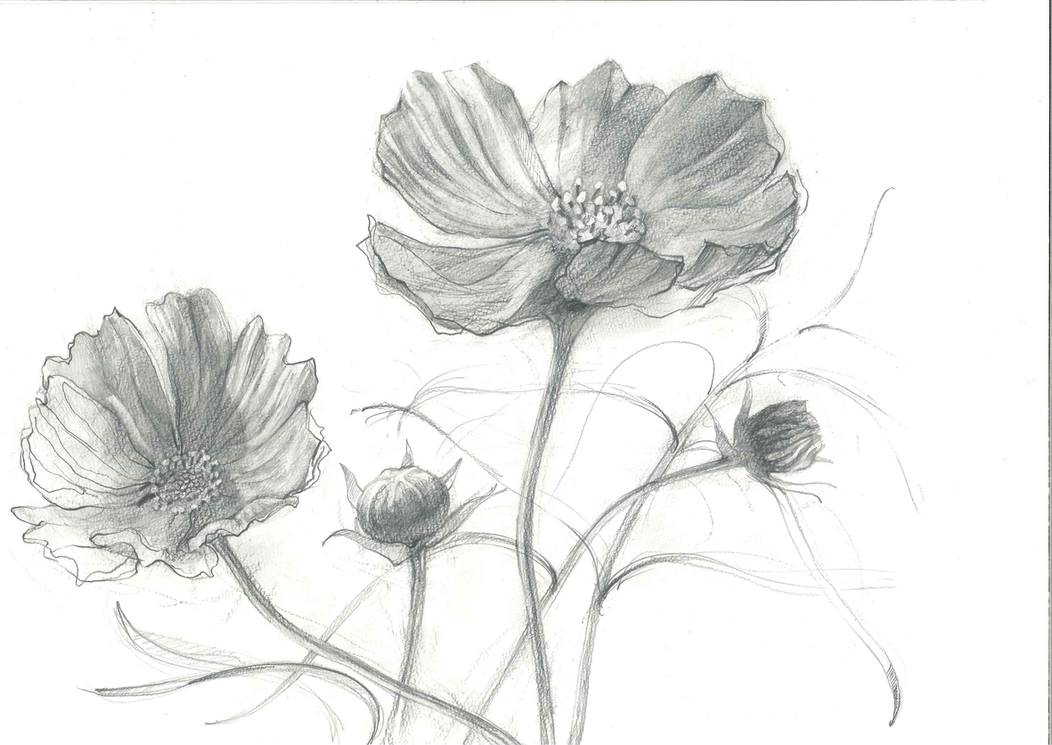 ヴィブラート「デッサン・水彩画教室」5月クラス募集 申し込み期限5月